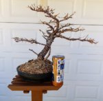 larch 1.jpg