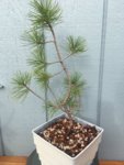 2 White bark pine collected 2018.JPG