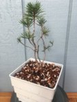 2 White Bark Pine collected 2018IMG_4202.JPG