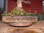 repot trident maple 2016 7 02.JPG