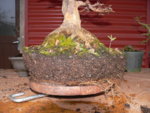 repot trident maple 2016 7 04.JPG