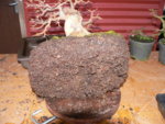 repot trident maple 2016 7 06.JPG