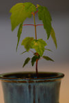 MapleSeedling2.jpg
