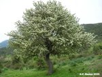 047-perastro-1.jpg