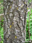 047-perastro-2.jpg