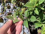 IMG_6554.jpeg