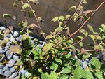 IMG_6555.jpeg
