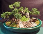 Bonsai in garage 009.JPG