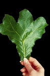 blackjack leaf.jpg