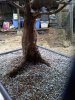 paperbark maple #3.jpg