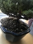 bonsai3.jpg