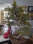 IMG_20200315_112045.jpg