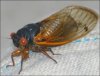 cicada.jpg
