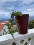 bonsai3.JPG