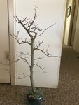 IMG_0365.jpg