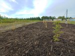 Dawn Redwood Field.jpg