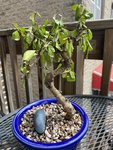 New Bonsai post potting.jpg