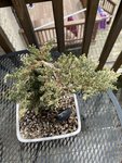 juniper bonsai post potting.jpg