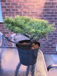 Juniper after pruning.jpg