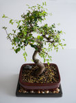 chineseelm3.jpg