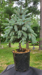 BlueSpruce1.jpg