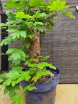 20200715_150548.jpg
