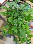 20200715_150746.jpg