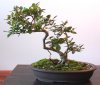 7-13 root cJPG.jpg