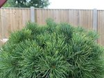 IMG_2642.jpeg