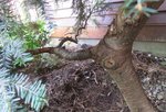 first branch .jpg