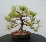 Austrian Pine 1.jpg