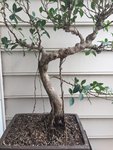 ficus 2.JPG