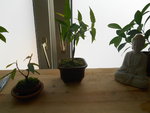 DSCN0334.JPG