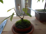 DSCN0335.JPG