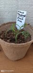 seedlings_black_pine.jpg