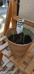 seedlings_black_pine_week_2.jpg