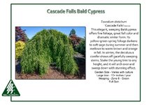 Taxodium-distichum-CascadeFalls.jpg