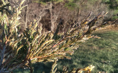 Juniper Close 11-23-20.jpg