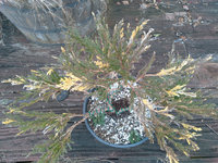 Juniper 11-23-20.jpg