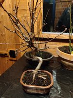 IMG_20201130_172456.jpg