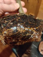 IMG_20201130_172516.jpg