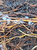 IMG_20201201_114432.jpg