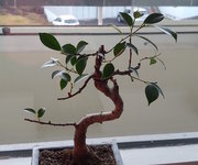 ficus2.jpg