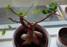 ficus1.jpg