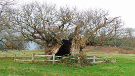 20201125_130507ed.jpg