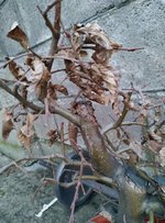 IMG_20210204_171402.jpg