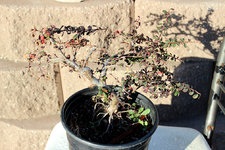 cotoneaster.jpg