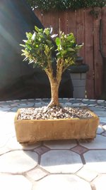 boxwood1x.jpg