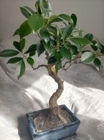 Bonsai tree.jpg