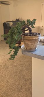 IMG_20210401_201019.jpg